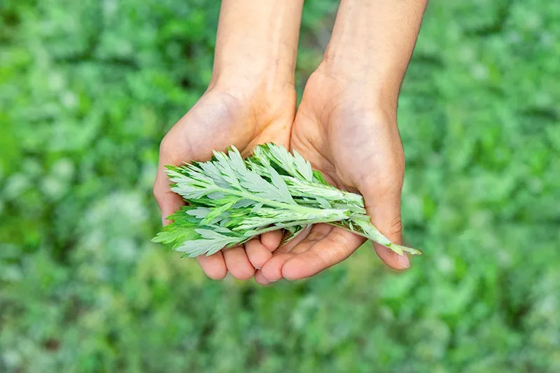 大和当帰蒸しは何に効くの？